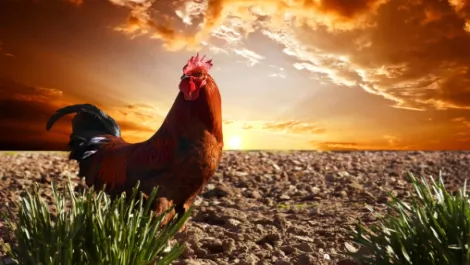 IT rules the roost with Kiwi jobs boost